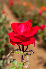 City of Windsor rose flower in the field. Scientific name: Rosa 'Liebeszauber'. Flower bloom Color: Dark red