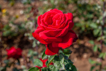 City of Windsor rose flower in the field. Scientific name: Rosa 'Liebeszauber'. Flower bloom Color: Dark red