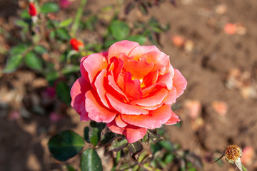 Candelabra rose flower in the field. Scientific name: Rosa 'Candelabra'.
Flower bloom Color: Orange and orange blend. 