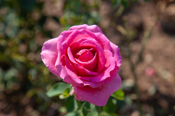 Gentle Giant rose flower in the field. Scientific name: Rosa ' Gentle Giant '. Flower bloom Color: Cerise pink with yellow base