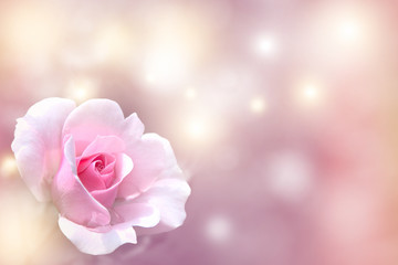 Fototapeta na wymiar Pink rose, blooming rose. Rose flower, art design, nature. Holiday gift, one rose flower. Pastel colours. Holiday backdrop, birthday, wedding. Valentine's Day card design