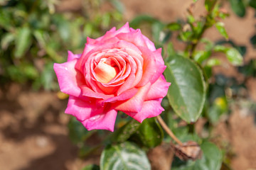Chicago Peace rose flower in the field. Scientific name: Rosa ' Chicago Peace'. Flower bloom Color: Pink, yellow, orange blend