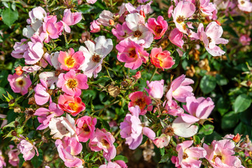 Fototapeta na wymiar Rainbow Knock Out rose flowers in the field. 