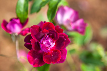 Naklejka na ściany i meble Burgundy Iceberg rose flower in the field. 