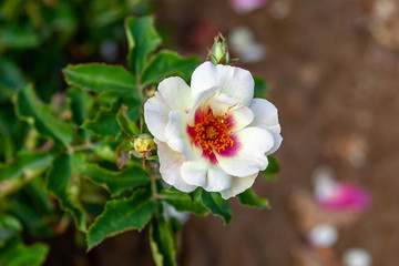 Bull's Eye rose flower in the field. Scientific name: Rosa 'Bull's Eye'. Flower bloom Color: White and white blend cranberry-red center