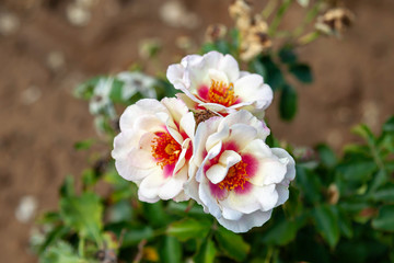 Bull's Eye rose flower in the field. Scientific name: Rosa 'Bull's Eye'. Flower bloom Color: White and white blend cranberry-red center