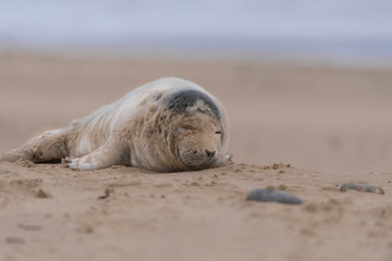 seal on the beach in winter