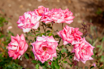 Lady Aberdeen rose flower in the field, Ontario, Canada. Scientific name: Rosa 'Lady Aberdeen'. Flower bloom Color: Deep pink. 
