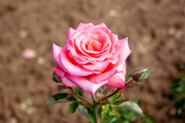 Lady Aberdeen rose flower in the field, Ontario, Canada. Scientific name: Rosa 'Lady Aberdeen'....
