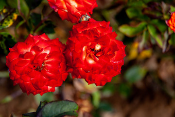 Charisma rose flower in the field, Ontario, Canada. Scientific name: Rosa 'Charisma'. Flower bloom Color: Red/orange/yellow blend. 
