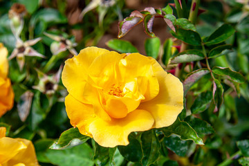 Golden Scepter rose flower in the field. Scientific name: Rosa ' Golden Scepter'. Flower bloom Color: Deep yellow