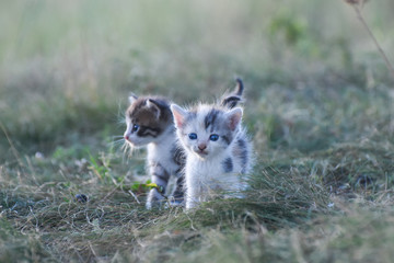 Two little kittens in the green grass. Little kitties play outside