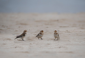 seal on the beach in winter