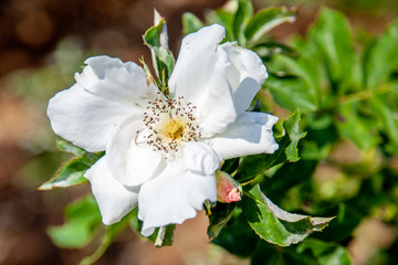 Morden Snowbeauty rose flower in the field, Ontario, Canada. Scientific name: Rosa ' Morden Snowbeauty '. Flower bloom Color: White and white blend. 