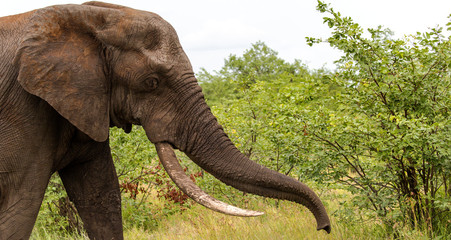 Obraz premium Elephants in the Kruger National Park South Africa 