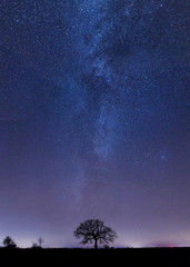 The milky way rising above a lonely tree.