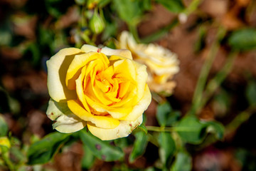 St. Patrick rose flower in the field, Ontario, Canada. Flower bloom Color: Medium yellow