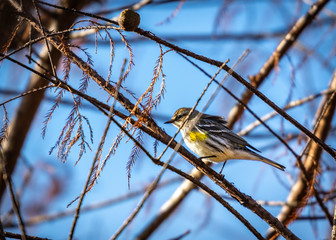Yellow-rumped Warbler out on a limb!