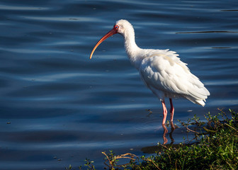 A white ibis in blue water!