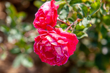 Alexander MacKenzie rose flower in the field, Ontario, Canada. Scientific name: Rosa 'Alexander...