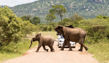 Elephants in the Kruger National Park South Africa 