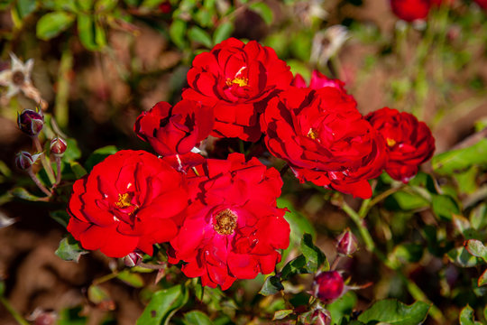 Lili Marlene rose flower in the field, Ontario, Canada. Scientific name: Rosa ' Lili Marlene'. Flower bloom Color: deep red 