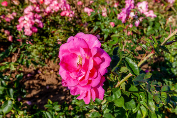 Felix Leclerc rose flower in the field, Ontario, Canada. Flower bloom Color: Medium pink. 