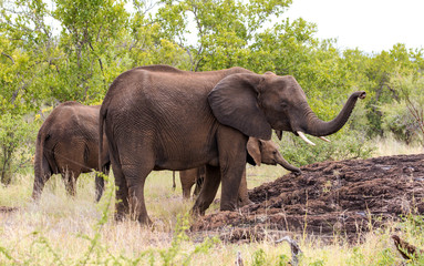 Elephants in the Kruger National Park South Africa 