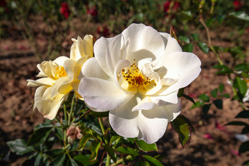 Oscar Peterson rose flower in the field, Ontario, Canada. Flower bloom Color: white. 