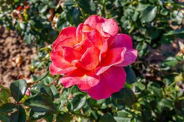 Easy Does It rose flower in the field. Scientific name: Rosa ' Easy Does It'
Flower bloom Color: Orange and orange blend
