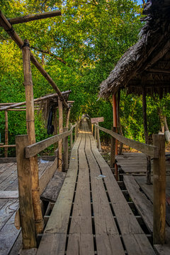 wooden bridge and natural forest landscape