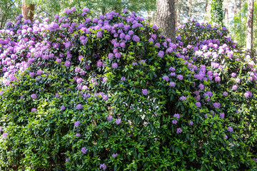 purple flowers in the garden
