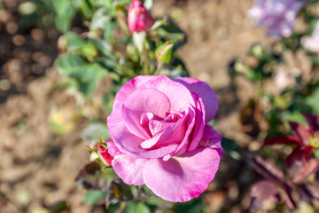 Moody Blue rose flower in the field. Scientific name: Rosa ' Moody Blue, 
Flower bloom Color: Orange and orange blend

