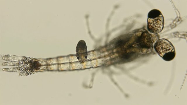 Mizida shrimp and the parasitic Isopoda larva under a microscope, at the stage of kryptonium, at this stage it searches for crayfish or crabs that serve as the final hosts of this type of parasite, at