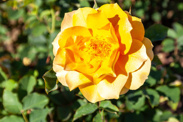 Honey Perfume rose flower in the field. Scientific name: Rosa 'Honey Perfume'
Flower bloom Color: Apricot and apricot blend