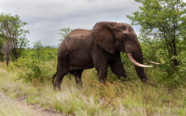 Fototapeta na wymiar Elephants in the Kruger National Park South Africa 