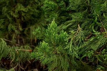 close up on distinguished leaves of mexican pinyon (pincus cembroides)