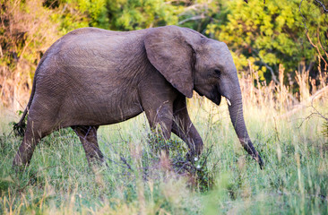 Naklejka na ściany i meble Elephants in the Kruger National Park South Africa 