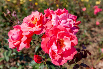 Galway Bay rose flower in the field. Scientific name: Rosabay, bloom, blooming, blossom, bright, climber, climbers, close-up, closeup, color, colour,  'Galway Bay'. 
Flower bloom Color: Orange pink. 
