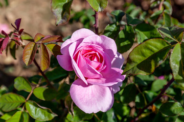 Gertrude Jekyll rose flower in the field. Scientific name: Rosa 'Gertrude Jekyll'.  Flower bloom Color: Medium pink. 