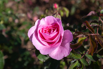 Gertrude Jekyll rose flower in the field. Scientific name: Rosa 'Gertrude Jekyll'.  Flower bloom Color: Medium pink. 