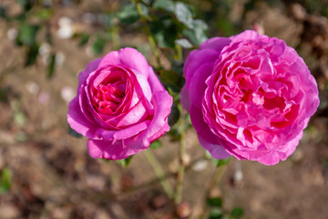 Yves Piaget rose flower in the field. Scientific name: Rosa ' 'Yves Piaget'
Flower bloom Color: Deep pink. 