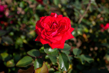 
Canadian Shield rose flower in the field. Scientific name: Rosa ' AAC576'
Flower bloom Color: red 