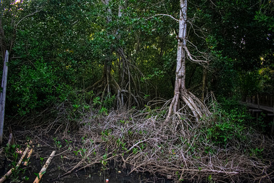 tree and plant trunks