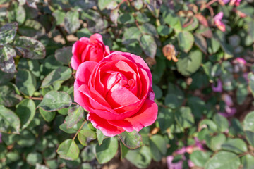 Dee-Lish, rose flower in the field. Scientific name: Rosa 'Dee-Lish'. 
Flower bloom Color: red, deep pink