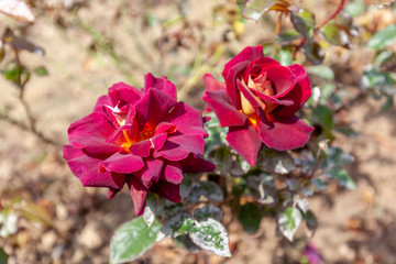 Dark Night rose flower in the field. Scientific name: Rosa 'Dark Night'
Flower bloom Color: Dark red, 