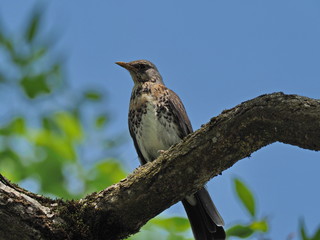 Wacholderdrossel auf Ast sitzend