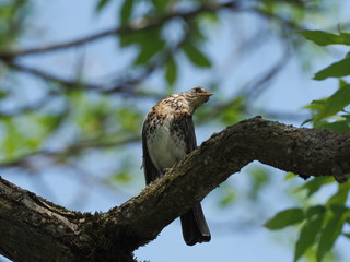 Wacholderdrossel auf Ast sitzend