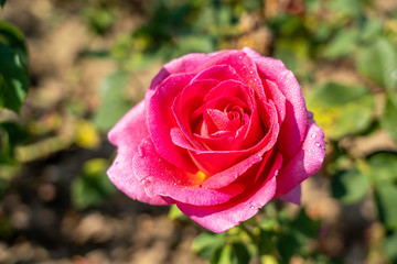 Gentle Giant rose flower in the field. Scientific name: Rosa ' Gentle Giant '. Flower bloom Color: Cerise pink with yellow base