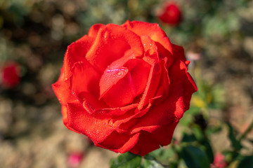 Gentle Giant rose flower in the field. Scientific name: Rosa ' Gentle Giant '. Flower bloom Color: Cerise pink with yellow base